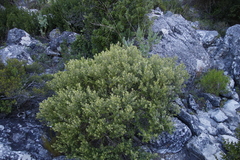 Phylica buxifolia