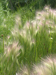 Hordeum jubatum