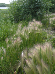 Hordeum jubatum