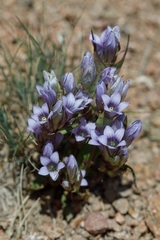 Gentianella turkestanorum