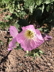 Oenothera speciosa