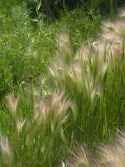 Hordeum jubatum