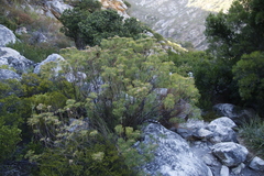 Athanasiinae