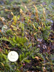 Plagiothecium cavifolium