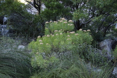 Athanasiinae