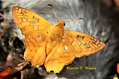 Myscelus amystis epigona
