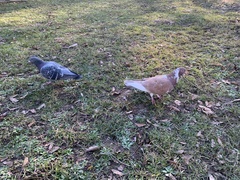 Columba livia domestica