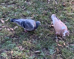 Columba livia domestica