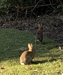 Oryctolagus cuniculus