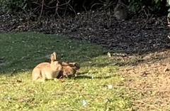 Oryctolagus cuniculus