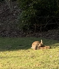 Oryctolagus cuniculus