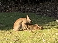 Oryctolagus cuniculus