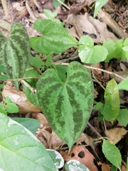 Dioscorea dodecaneura