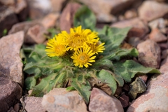 Inula rhizocephala