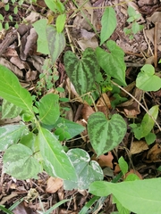 Dioscorea dodecaneura