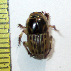 Oniticellus formosus