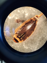 Coptotomus longulus