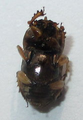 Oniticellus formosus