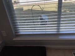 Sciurus carolinensis leucotis