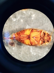 Coptotomus longulus