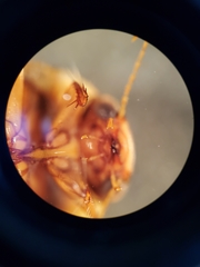 Coptotomus longulus