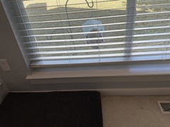 Sciurus carolinensis leucotis