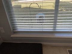 Sciurus carolinensis leucotis