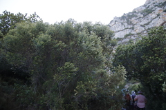 Phylica buxifolia