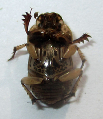 Oniticellus formosus