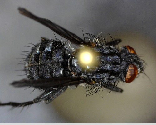iNaturalist observation photo of Bot Flies, Blow Flies, and Allies
