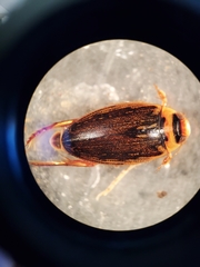 Coptotomus longulus longulus