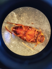 Coptotomus longulus longulus