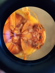 Coptotomus longulus longulus