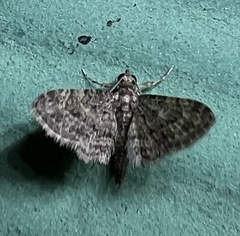 Gymnoscelis acidna