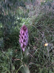 Himantoglossum robertianum