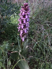 Himantoglossum robertianum