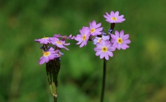 Primula pamirica