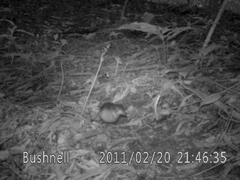 Grallaria guatimalensis