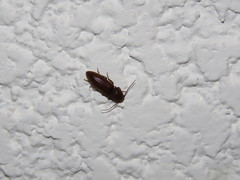 Elateridae
