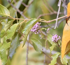 Maripa nicaraguensis image