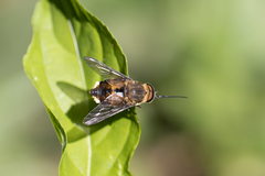 Fidena