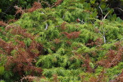 Juniperus rigida conferta