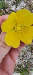 Ludwigia longifolia
