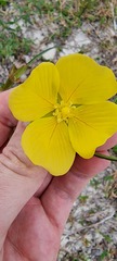 Ludwigia longifolia