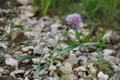 Allium platyspathum