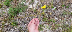 Ludwigia longifolia