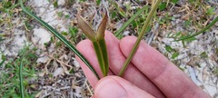 Ludwigia longifolia