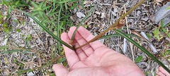 Ludwigia longifolia