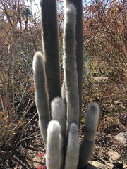 Cleistocactus strausii