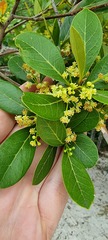 Ocotea pulchella